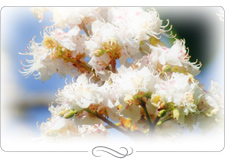 Bachblüten - Harmonisierung auf körperlicher, seelischer und geistiger Ebene 